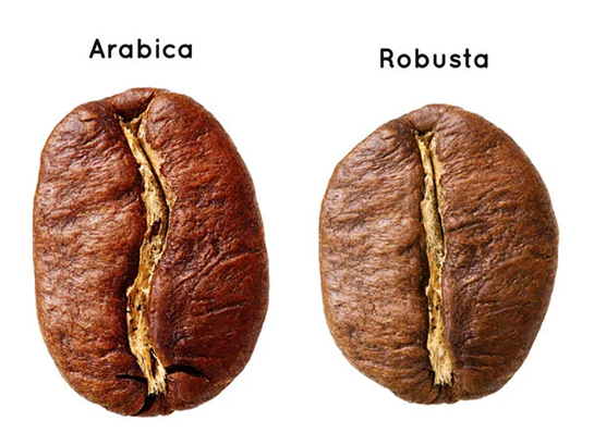 Cách phân biệt cà phê arabica và cà phê robusta dễ dàng